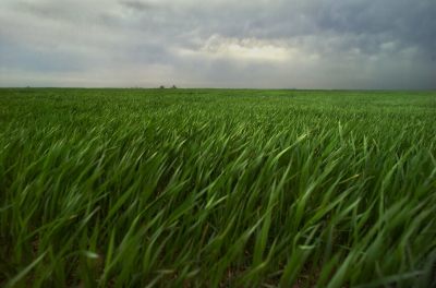 Wheat fields at the Southern Great Plains site could play an important role in land-surface-atmosphere interactions.